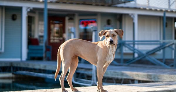 master meme coins expert blockchain network
